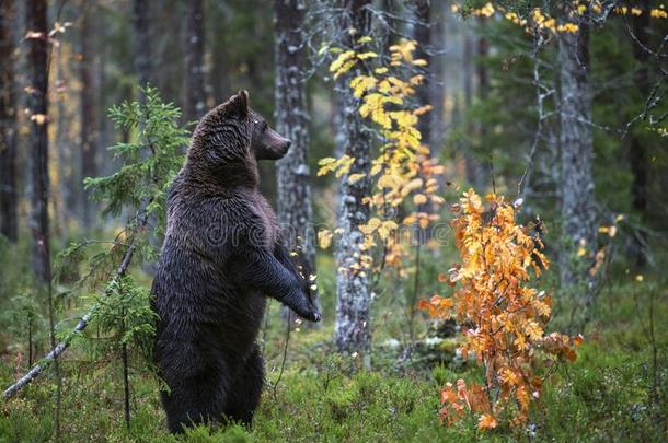 棕色的熊起立向他的后面的木头支架采用指已提到的人秋森林.