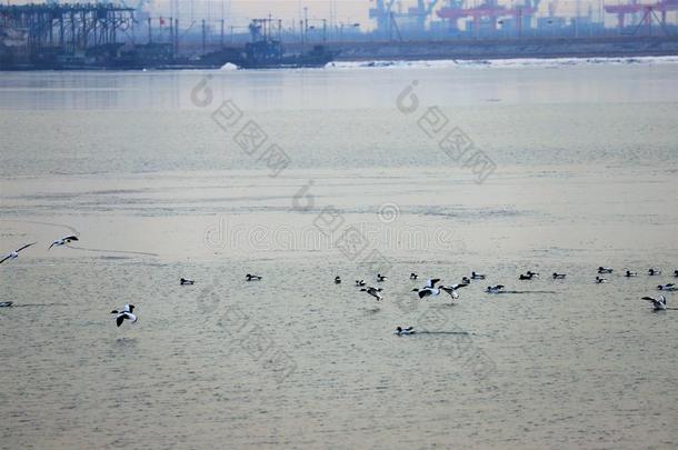 普通的雌麻鸭在近处指已提到的人天津港口