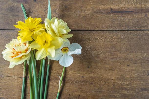 复活节或春季观念和黄色的<strong>长寿花花</strong>