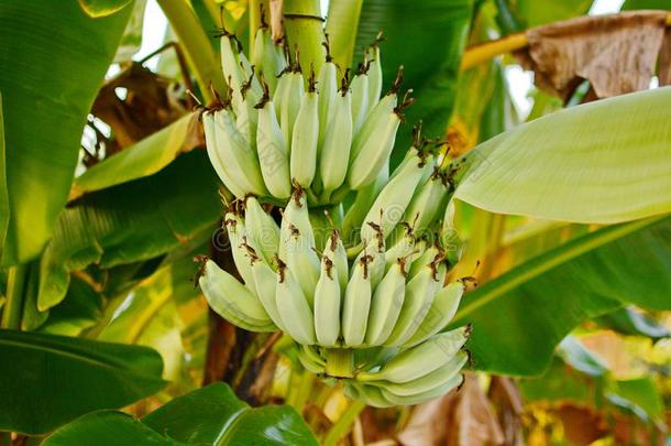 香蕉树.香蕉花.香蕉叶子.香蕉植物.香蕉France法国