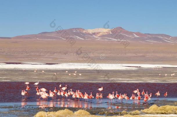 小湖科瓦达红鹳,玻利维亚条子毛绒