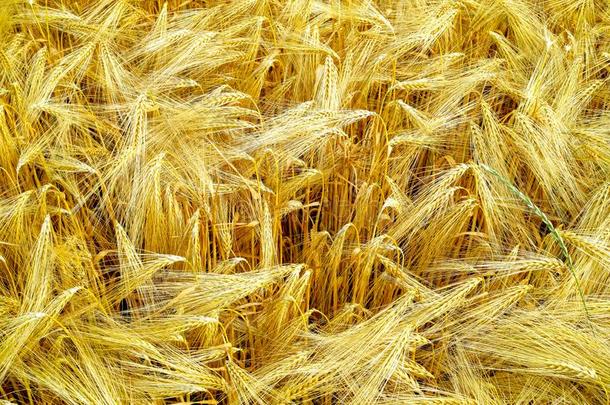 个人简历农事,成熟的黄色的硬质小麦小麦植物生长的向田,关于