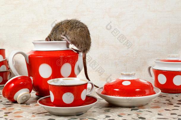 特写镜头num.一大老鼠爬进入中茶壶在近处红色的杯子向工作台面一