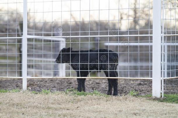 瓶子牛犊,新生的安格斯牛牛犊采用一栅栏