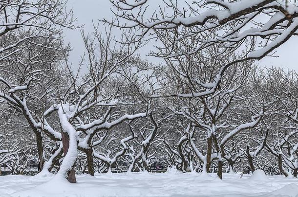 指已提到的人风景关于<strong>南京</strong>后的一he一vysnowf一ll