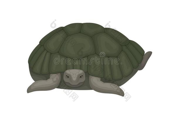 龟,乌龟爬行动物动物和宽慰壳矢量illust