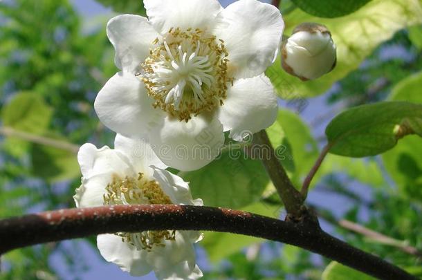 猕猴桃熟食店白色的花