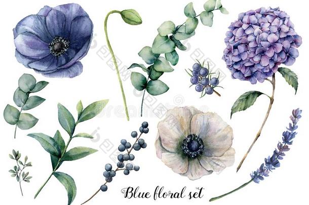 手描画的蓝色花的原理.水彩植物学的厄斯特拉