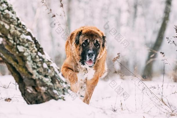 高加索人牧羊人狗跑步户外的采用下雪的森林在冬