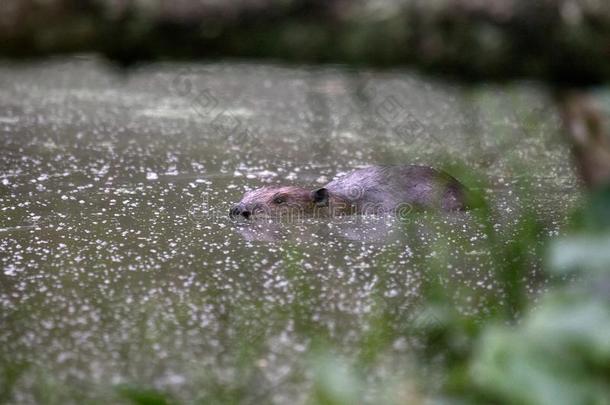 河狸游泳通过一池塘
