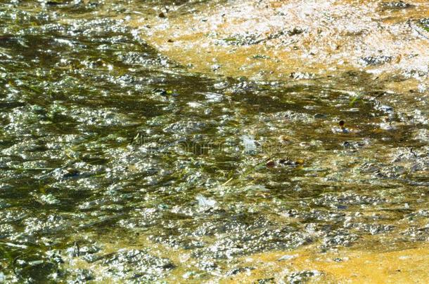 水藻污染水