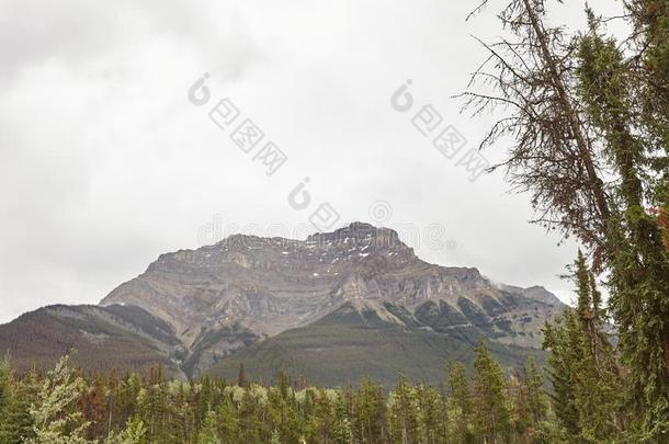 森林树线条和山在的后面采用美国阿拉斯加州