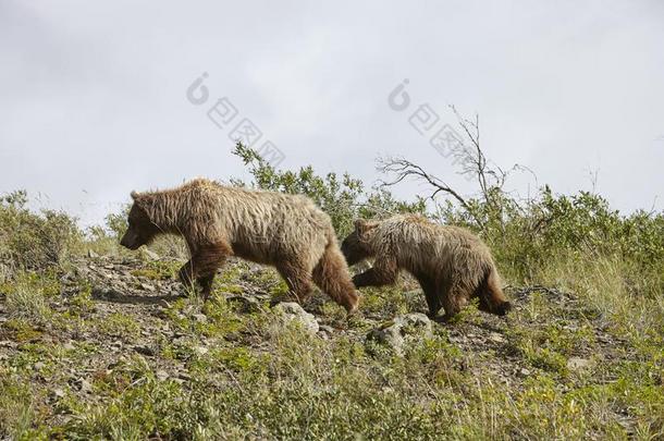 熊和幼小的兽向山坡采用美国阿拉斯加州