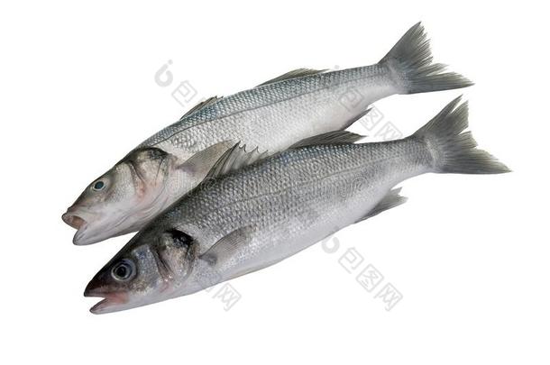 两个低音歌唱家鱼向白色的背景