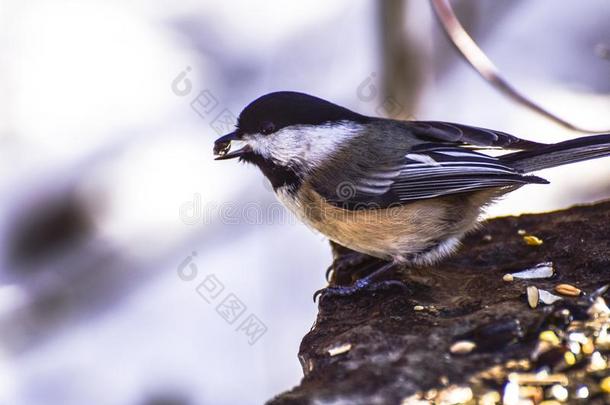 小的鸟冬搏斗向食物搜寻