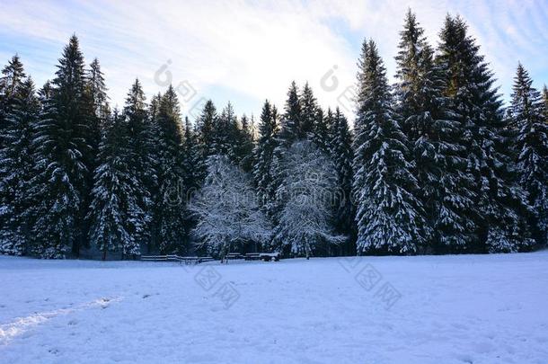 一大的下雪向指已提到的人易拉罐森林