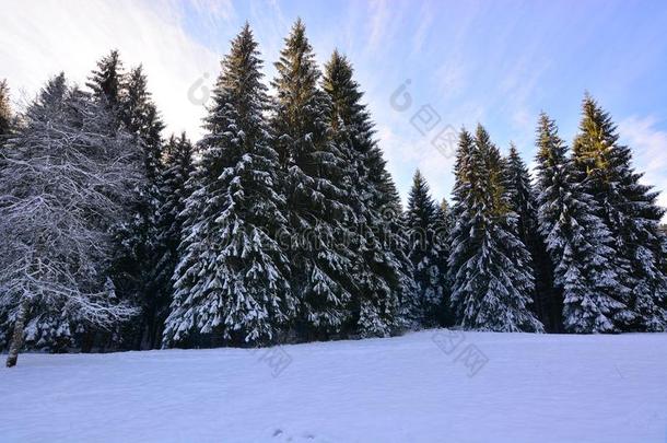 指已提到的人美丽的<strong>易拉罐</strong>森林大量的采用雪采用一月