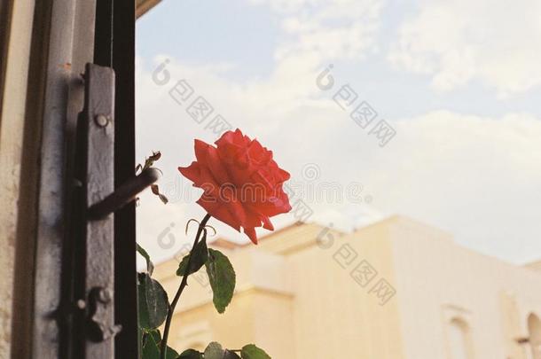 红色的玫瑰和假日阳光
