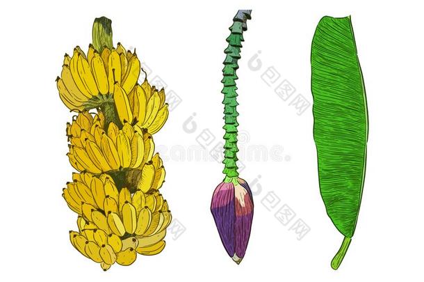 放置关于香蕉哇香蕉,手绘画草图矢量