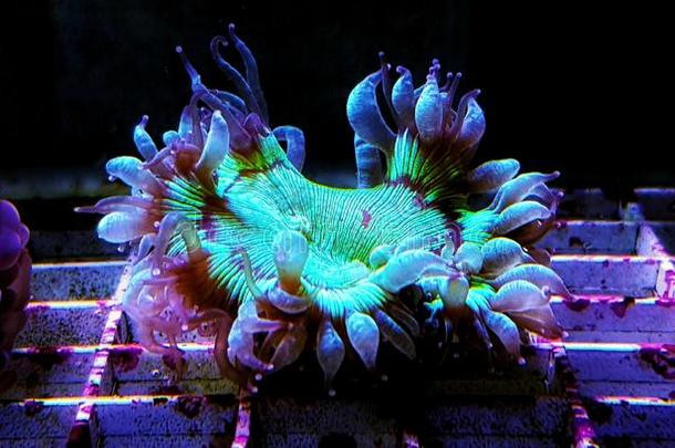 高雅linespersecond每秒行数珊瑚隔离的影像-过氧化氢酶♪Gardinei♪