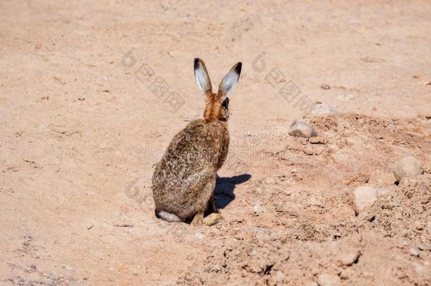 野兔兔子采用沙的干旱的位