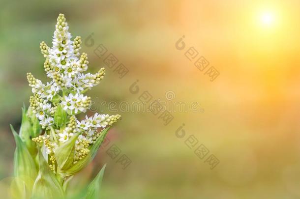 阿尔卑斯山的白色的花藜芦相册在日落.春季n在ure背