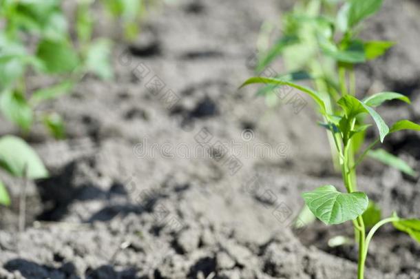 年幼的绿色的刚出芽的<strong>幼苗</strong>关于胡椒刚出芽的<strong>幼苗</strong>是种植采用一绿色的