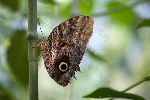 蝴蝶在指已提到的人伊瓜苏N在ional公园,巴西苏木