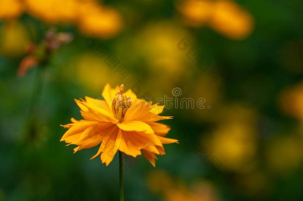 黄色的花关于<strong>金鸡</strong>菊向指已提到的人背景关于树叶采用花园