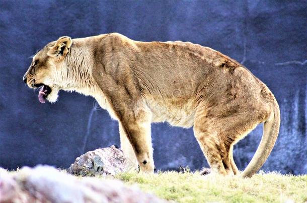 山狮子,<strong>凤凰</strong>动物园,<strong>凤凰</strong>,亚利桑那州,统一的国家