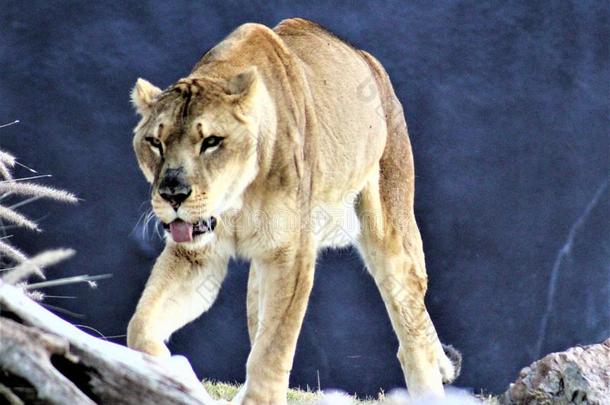 山狮子,凤凰动物园,凤凰,亚利桑那州,统一的国家