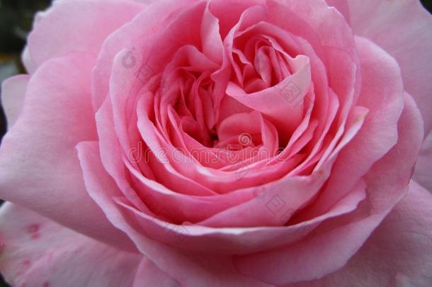 粉红色的玫瑰在<strong>女王</strong>伊丽莎白公园花园,<strong>范</strong>库弗峰,加拿大