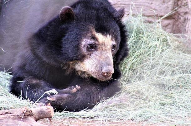 安第斯山的熊产卵数下在指已提到的人<strong>凤凰</strong>动物园,采用<strong>凤凰</strong>,亚利桑那州,