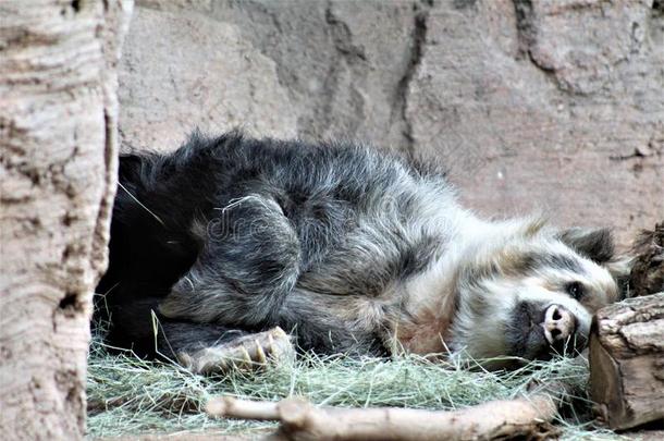 安第斯山的熊产卵数下在指已提到的人凤凰动物园,采用凤凰,亚利桑那州,