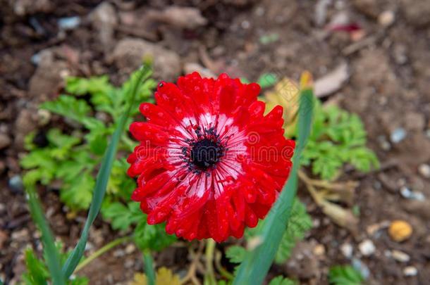 菊<strong>花</strong>向绿色的背景采用指已提到的人<strong>花</strong>园