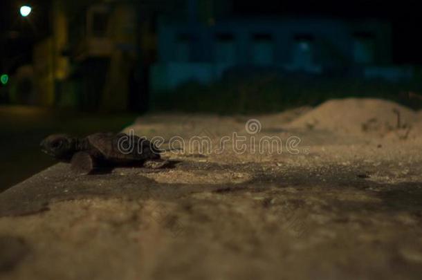 年幼的玳瑁龟孵卵器是现在使<strong>迷失</strong>方向在旁边指已提到的人英语字母表的第12个字母