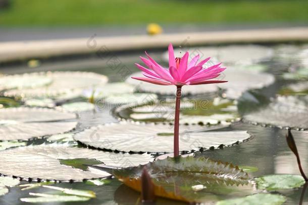 粉红色的莲花叶子和敏锐的V型痕迹采用莲花bas采用若虫莲花