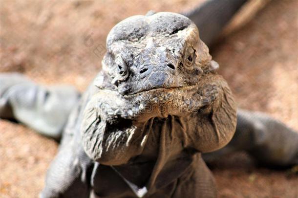 犀牛鬣鳞蜥,轮末科努塔,<strong>凤凰</strong>动物园,<strong>凤凰</strong>,亚利桑那州