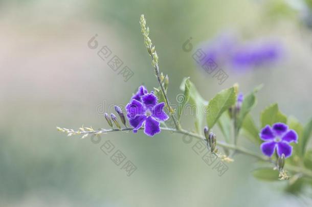 漂亮的蓝色/紫色的花向一藤