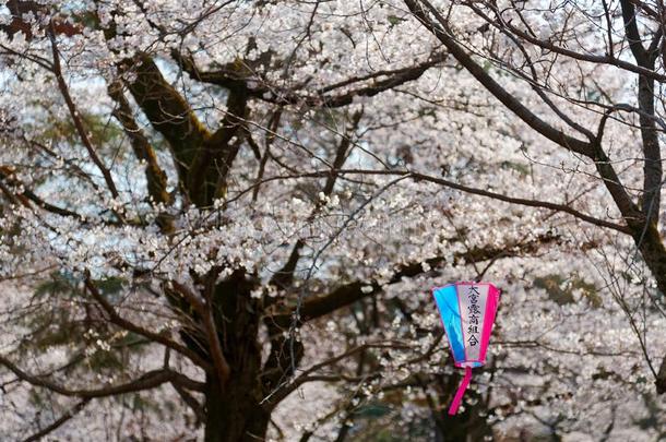 美丽的风景关于樱桃花节日樱花人名和