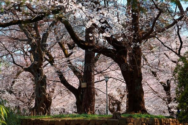 春季风景关于巨人樱桃花樱花树在下面太阳神