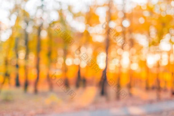 秋的自然的焦外成像和太阳为背景或背景幕布