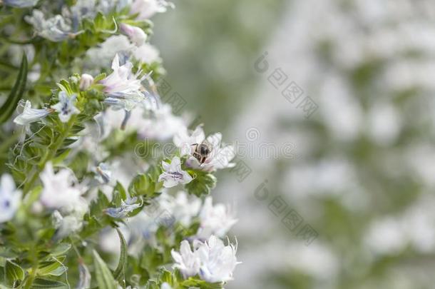 植物群关于奶奶人名-蓝蓟属十面埋伏