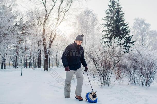 哈巴狗狗步行向雪和他的硕士采用公园.小狗wickets三柱门ear采用gwickets三柱门