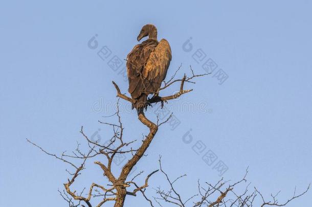 <strong>大</strong>的<strong>鹰</strong>向干的干燥的树采用即Kruger公园