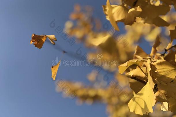 指已提到的人黄色的树叶关于银杏树银杏在下面指已提到的人蓝色天
