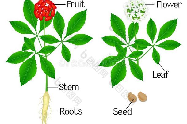 说明展映植物部关于一人参P一n一x人参向一