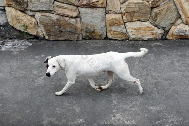 光白色的狗,大街,活动的和有样子的在照相机