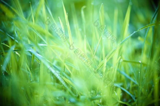 新的绿色的草向<strong>春</strong>季和煦的：照到阳光的光.<strong>春</strong>季c向cept.空间