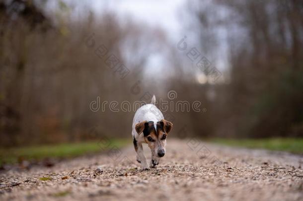 千斤顶拉塞尔英国工程师小猎狗狗是（be的三单形式跑步采用秋向一宽的p一ththeir他们的